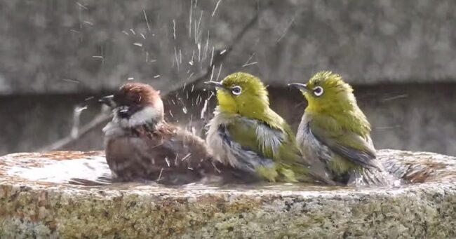 自分のことをメジロだと思っている メジロたちが水浴びをしていたら 1羽のスズメが乱入 種を超えて仲良く水浴びする姿が可 ニコニコニュース 自分のことをメジロだと思っている メジロたちが水浴びをしていたら 1羽のスズメが乱入 種を超えて仲良く水浴びする姿が可 ニコニコニュース