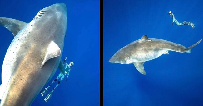 ハワイで世界最大級のホオジロザメの撮影に成功し 伝説の巨大ホオジロザメ ディープ ブルー かと話題に ニコニコニュース