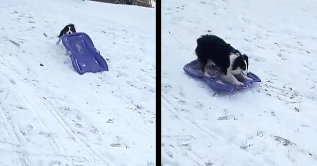 自分でソリを運んで何度も滑る犬が賢くて可愛すぎ とても楽しそうに滑る姿は人間の子供みたい ニコニコニュース