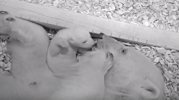 開いた 眼が開いた ホッキョクグマの赤ちゃんの眼が初めて開く瞬間を記録したおめでたい動画 ドイツ ニコニコニュース 開いた 眼が開いた ホッキョクグマの赤ちゃんの眼が初めて開く瞬間を記録したおめでたい動画 ドイツ ニコニコニュース