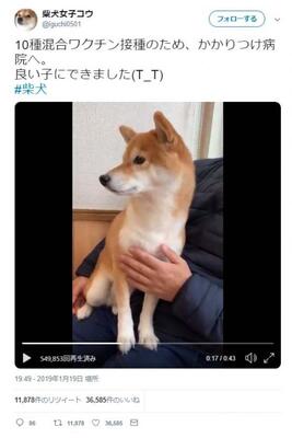 病院で物凄く震える柴犬の動画ツイートが反響 ペットをマナーモードにする 飼い主さんの鑑ですね ぶるぶるだーーー ニコニコニュース