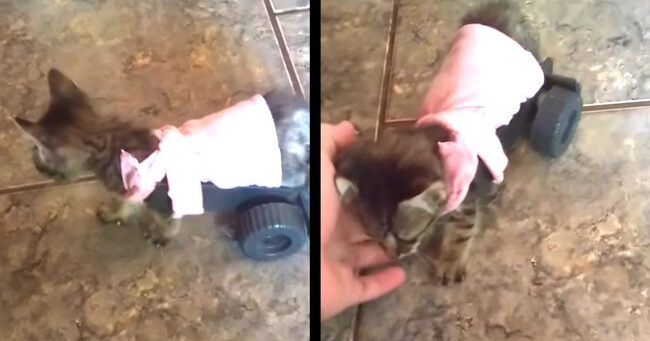 他の猫が走り回る中 足の不自由な子猫が寂しそうにしているのを見た9歳の少年 猫を元気づけるため少年が作ったものが愛に溢 ニコニコニュース 他の猫が走り回る中 足の不自由な子猫が寂しそうにしているのを見た9歳の少年 猫を元気づけるため少年が作ったものが愛に溢 ニコニコニュース