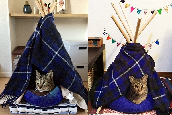 あったかいニャ 猫が吸い込まれる 猫テント の簡単な作り方 ニコニコニュース