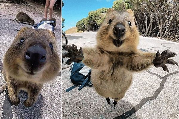 クアッカワラビー 偶然出会った 世界一幸せな動物 と自撮り ニコニコニュース クアッカワラビー 偶然出会った 世界一幸せな動物 と自撮り ニコニコニュース