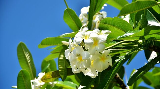 ハワイの花 プルメリアにまつわるお話 ニコニコニュース