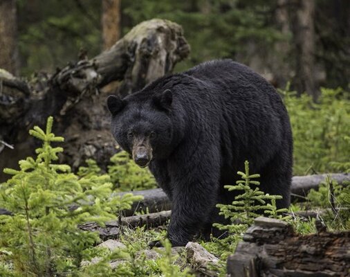 クマが一緒にいた 森で迷子になった3歳 2日後無事に生還 ニコニコニュース