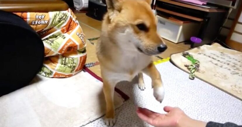 飼い主さんも思わず ウソー 不器用な柴犬の下手すぎる お手 が可愛すぎる ニコニコニュース