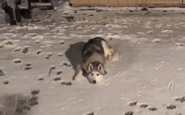 またゼウスが駄々をこねてるし もっと雪の中にいたい とワガママを言うシベリアンハスキー ニコニコニュース またゼウスが駄々をこねてるし もっと雪の中にいたい とワガママを言うシベリアンハスキー ニコニコニュース