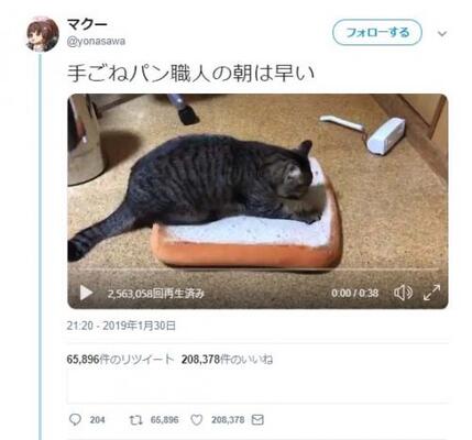 猫がパン型クッションを無心にこねる動画が話題に 顔が職人気質な感じして好きです こねこねこねこ ニコニコニュース