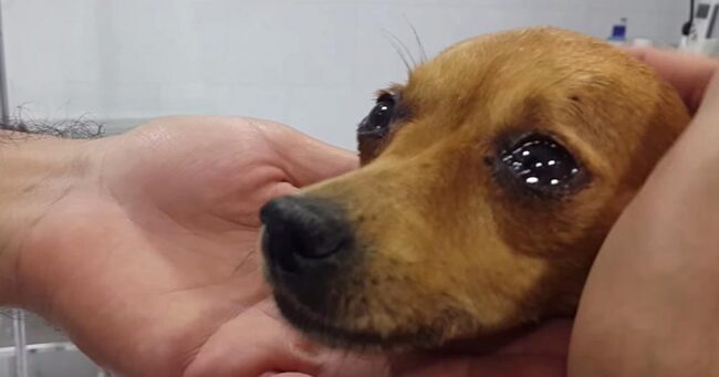 保護されたチワワ 30時間に及ぶ懸命な治療が終わると 安心したのか目を涙でいっぱいにした ニコニコニュース