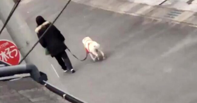 日本 犬が可哀想すぎる 犬がおしっこを漏らしたからと 酷すぎる行動に出るおばさんの動画が物議 ニコニコニュース 日本 犬が可哀想すぎる 犬がおしっこを漏らしたからと 酷すぎる行動に出るおばさんの動画が物議 ニコニコニュース