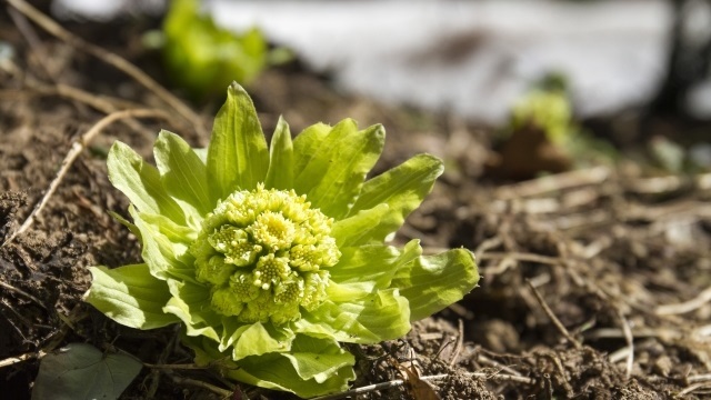 ふきのとうの驚くべき効果効能 ニコニコニュース