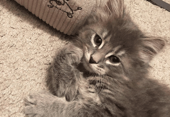 巨大化するけども 小さい時だってあるんだから メインクーンの子猫たちのかわいらしさを堪能するの会 ニコニコニュース 巨大化するけども 小さい時だってあるんだから メインクーンの子猫たちのかわいらしさを堪能するの会 ニコニコニュース