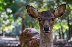 あんなに可愛い奈良の鹿 なぜ人間を襲うのだろう 中国メディア ニコニコニュース