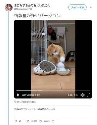 猫が雪だるまを猫パンチする動画が話題に 崩した時に申し訳なさそうなのが和みますね 空振り猫パンチの愛らしさよ ニコニコニュース