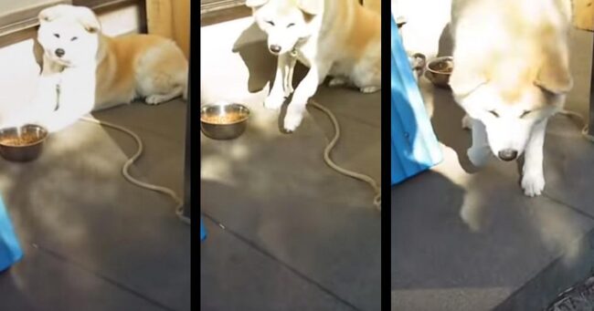 はいはい 今から威嚇しますよ 久しぶりの帰省で自分のことを忘れていた秋田犬 しかし威嚇っぷりが超面倒臭そうでやる気無 ニコニコニュース