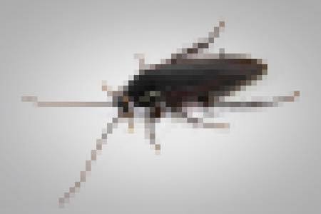 家で発見すると絶叫しちゃう虫ランキング ニコニコニュース 家で発見すると絶叫しちゃう虫ランキング ニコニコニュース