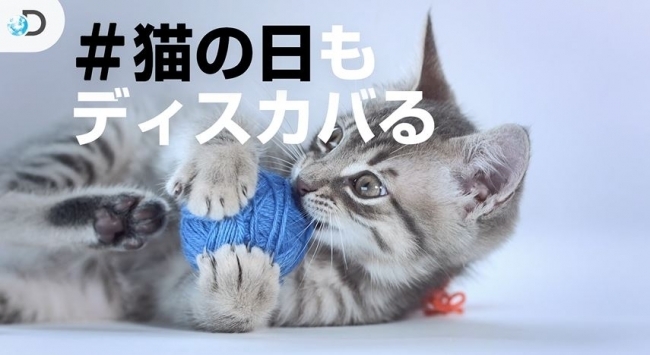 2月22日 ディスカバリーチャンネルのyoutubeで 猫の日 を展開 ニコニコニュース