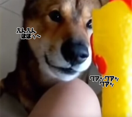 びっくりチキンとの直接対話を試みる犬 その結末は ニコニコニュース