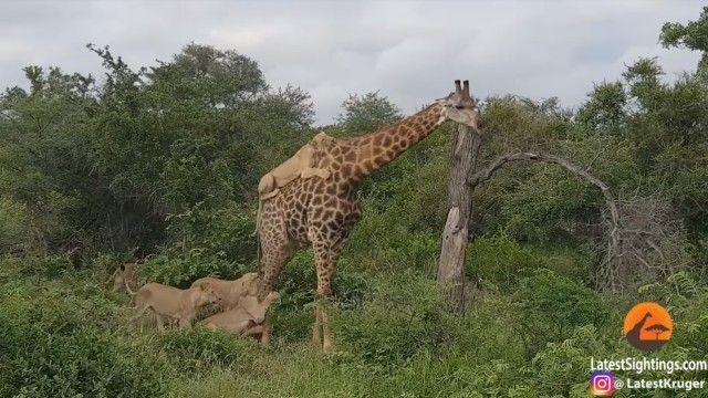 絶対に生きることをあきらめない 背中にライオンを乗せたまま歩くキリン ニコニコニュース