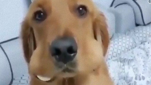 台所からゆで卵が消えただと 消えたゆで卵 愛犬の頬から発見された ニコニコニュース