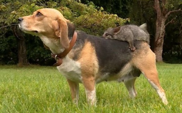 お互いにひかれあう何かがあった ビーグル犬が野生のポッサムを我が子同然にかわいがる オーストラリア ニコニコニュース