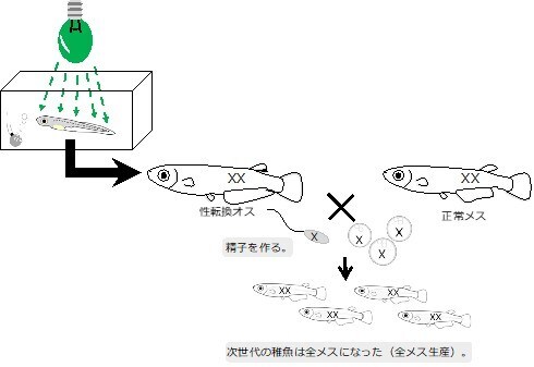 性転換ビーム 緑色の光を当てるとメダカの性別が変わることが判明 ニコニコニュース 性転換ビーム 緑色の光を当てるとメダカの性別が変わることが判明 ニコニコニュース