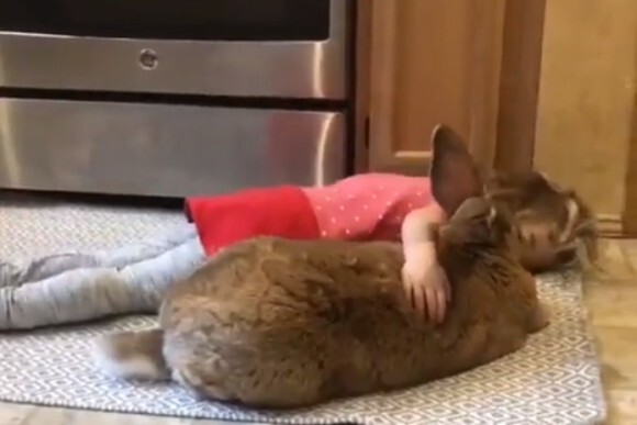 サイズ感はほぼ一緒 一体感がすごい 少女とウサギのラビングユー ニコニコニュース