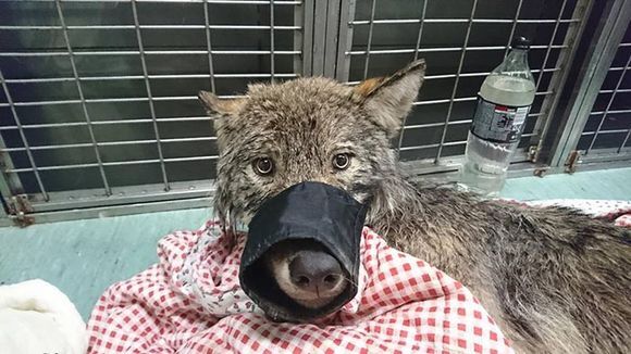 犬だと信じて助けてみたら野生のオオカミだった 極寒の川にはまって出られなかった所を作業員が救出 エストニア ニコニコニュース