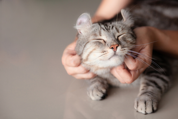 2019年猫の国勢調査 人気のある猫種 名前の発表にゃん ニコニコニュース 2019年猫の国勢調査 人気のある猫種 名前の発表にゃん ニコニコニュース