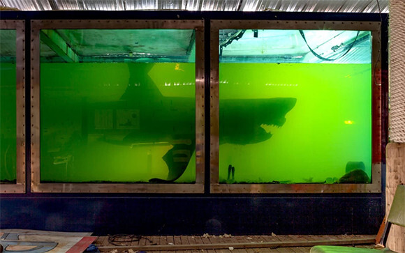 廃墟となったテーマパーク内で 防腐液に浸された状態で置き去りになっていた巨大ホホジロザメ オーストラリア ニコニコニュース