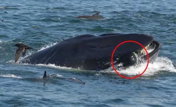 奇跡の脱出 クジラに飲み込まれるも 口から逃げ出すことに成功 無事生還したダイバー 南アフリカ ニコニコニュース