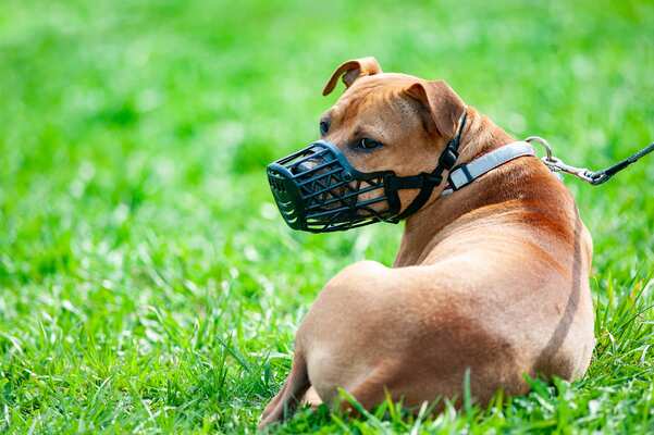 虐待状態のワンコがいます ツイートが拡散 口輪は虐待か人と犬を守るものか ニコニコニュース