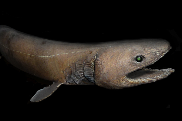 城島茂と桝太一が幻の古代ザメ ラブカ を再び捕獲 希少価値の高い魚を次々ゲットで視聴者驚愕 ニコニコニュース 城島茂と桝太一が幻の古代ザメ ラブカ を再び捕獲 希少価値の高い魚を次々ゲットで視聴者驚愕 ニコニコニュース