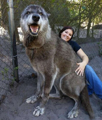 すごく巨大です オオカミの血を色濃く残すウルフドッグ 一緒に写った女性との大きさ比較 アメリカ ニコニコニュース すごく巨大です オオカミの血を色濃く残すウルフドッグ 一緒に写った女性との大きさ比較 アメリカ ニコニコニュース