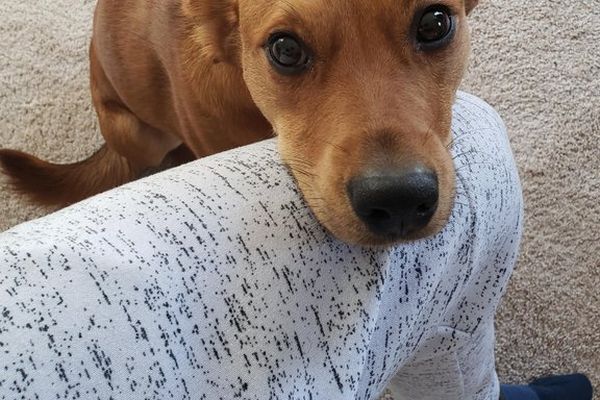 イライラしていると必ずなだめてくれる愛犬の顔 ニコニコニュース イライラしていると必ずなだめてくれる愛犬の顔 ニコニコニュース