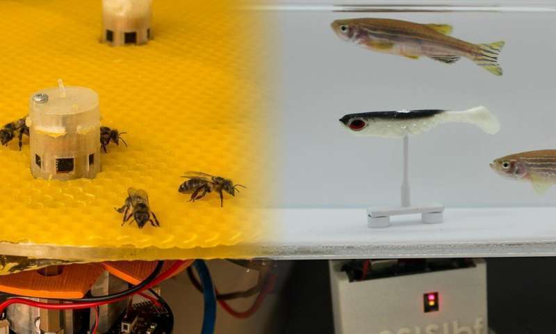 ハチと魚が 会話 する ロボットで異種間コミュニケーションに成功 ニコニコニュース