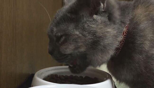 はぐはぐポリポリ 美味しいね 幸せそうに食べる猫ちゃんに たくさん食べる君が好き ニコニコニュース はぐはぐポリポリ 美味しいね 幸せそうに食べる猫ちゃんに たくさん食べる君が好き ニコニコニュース