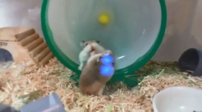 ねぇ ぼくも乗せてよ 回し車をめぐるハムスターの戦いに これはかわいいw 子供の取り合いw ニコニコニュース