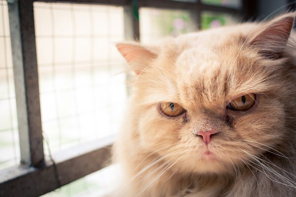 飼い主 知ってた 猫は自分の名前を聞き分けられると科学的に証明される ニコニコニュース 飼い主 知ってた 猫は自分の名前を聞き分けられると科学的に証明される ニコニコニュース