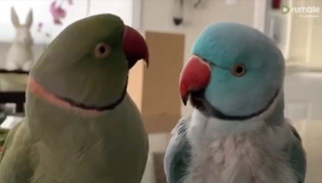 あのねあのね それでね おしゃべりが止まらないワカケホンセイインコの兄弟たち ニコニコニュース