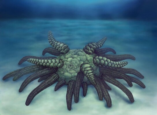 クトゥルフ神話に出てくるような禍々しい太古の海のクリーチャーが発見され ソラシナ クトゥルフ の名がつけられる ニコニコニュース