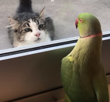 ちょっくら猫でもからかってみるか 窓越しから いないいないばあっ を仕掛けるインコ ニコニコニュース