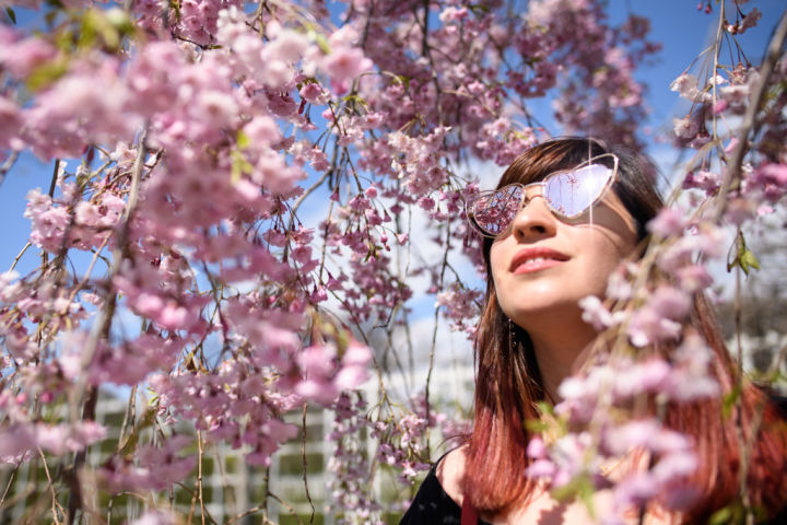アメリカ最古の日本庭園 桜の季節迎える ニューヨーク ニコニコニュース