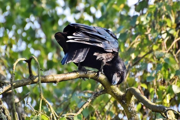 カラスの恩返し 子ガラスを助け 一家に餌を与えていた男性にカラスからのサプライズギフト アメリカ ニコニコニュース