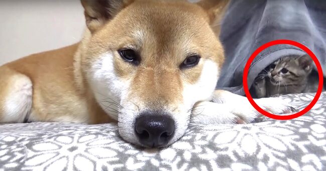 隠れ家 からちょいちょい出てきて柴犬にちょっかいを出す子猫 気づかれていないと思っている子猫と 知ってるのにそっとし ニコニコニュース 隠れ家 からちょいちょい出てきて柴犬にちょっかいを出す子猫 気づかれていないと思っている子猫と 知ってるのにそっとし ニコニコニュース