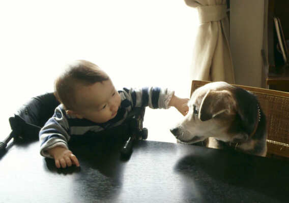 赤ちゃんと犬の 同居 どんなメリットがある 飼い主のng行動や注意点は ニコニコニュース