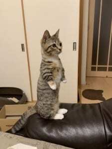 背筋ピーン やたら姿勢のよい猫ちゃんに 猫背の概念とは ニコニコニュース 背筋ピーン やたら姿勢のよい猫ちゃんに 猫背の概念とは ニコニコニュース