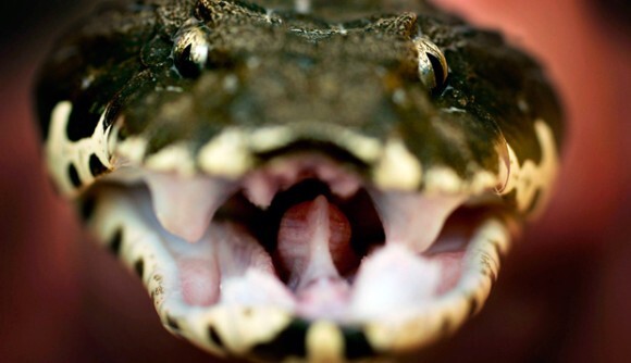 ヘビ注意 オーストラリア固有の10の危険な蛇 ニコニコニュース