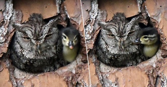 フクロウ母さんとカモのヒナ赤ちゃんが 本物の親子のように仲良く1つの巣箱に いったい何が起きている アメリカ ニコニコニュース
